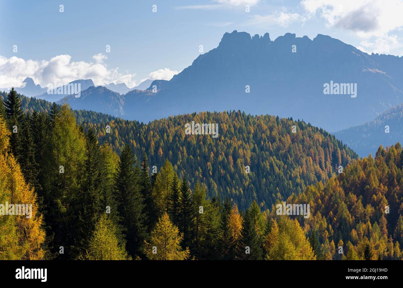 Bergwald im Val di San Pellegrino in den dolomiten des Trentino, Italien. Stockfoto