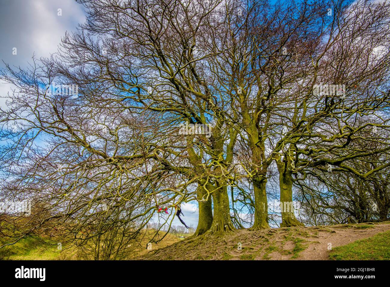 Ein Baumhain in Avebury, Großbritannien, eine bedeutende neolithische und mittelalterliche Stätte. Stockfoto