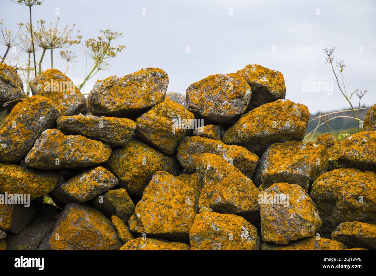 Alte Steinmauer, Moos und Schimmel auf dem Stein Stockfoto