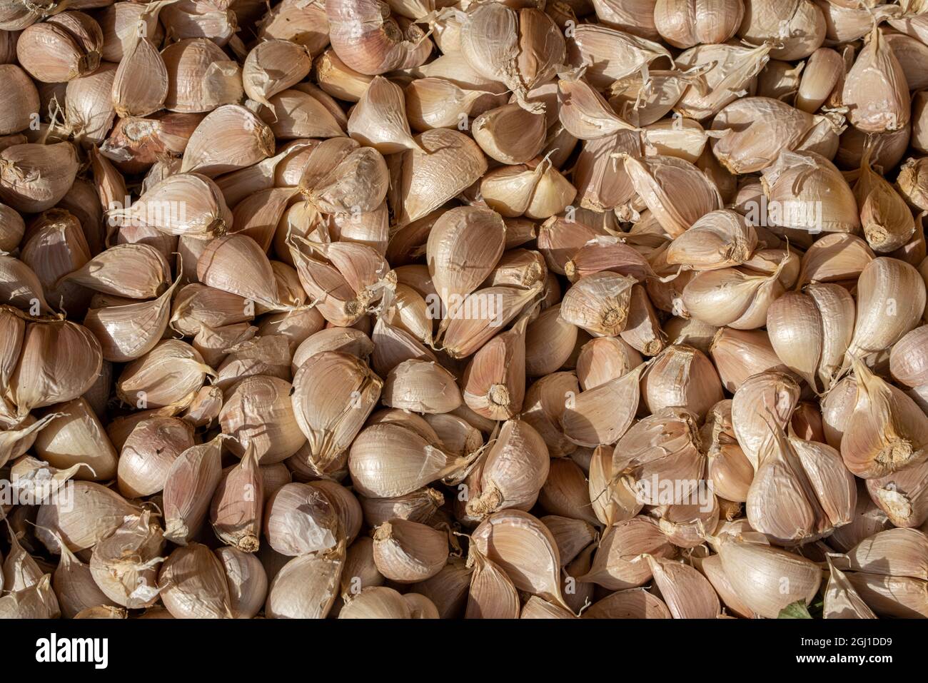 Bio-Knoblauch Draufsicht - flache Lage, Vollformat Stockfoto