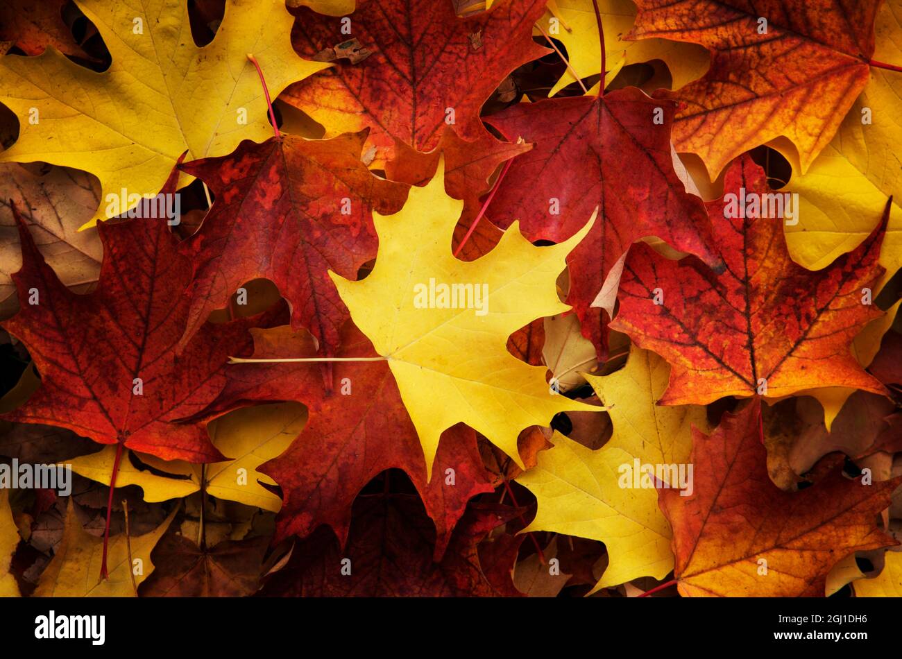 Rote, orange und gelbe Ahornblätter im Herbst Stockfoto