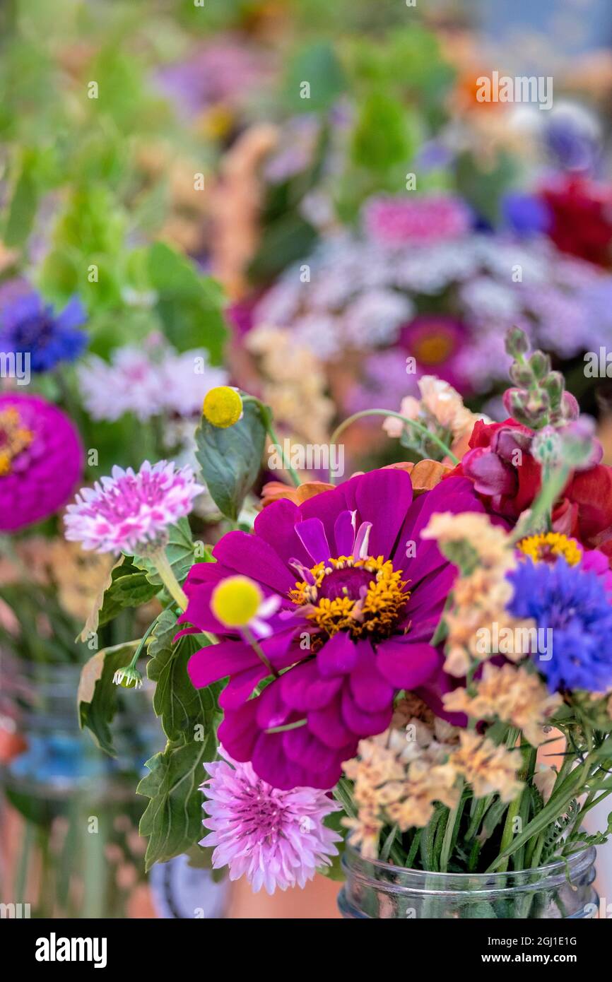Frische Schnittblumen auf dem Bauernmarkt, USA Stockfoto