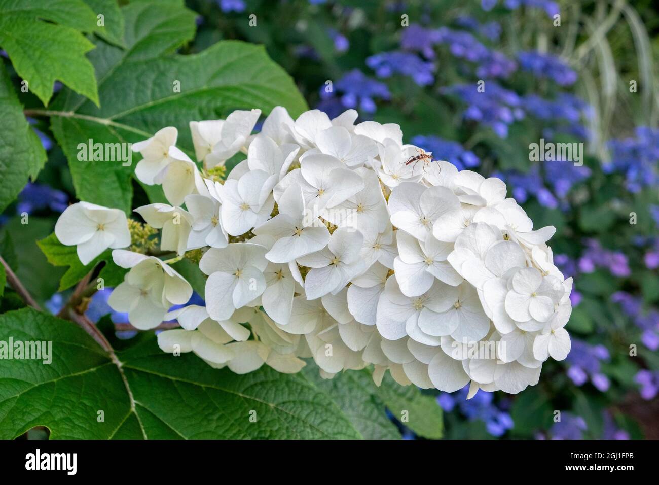 Eichenblättrige Hydrangea, USA Stockfoto