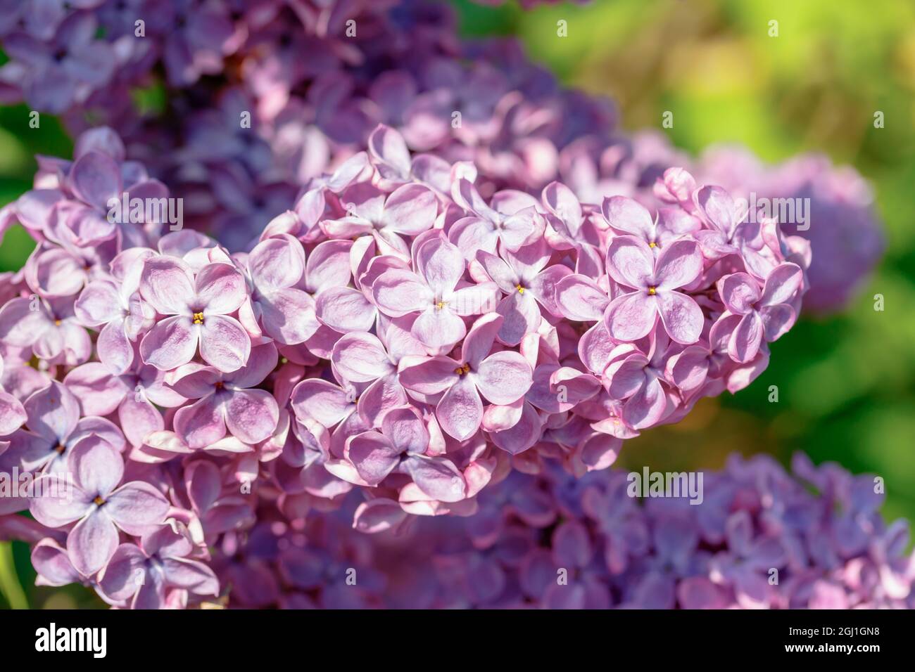 Schöner Fliederzweig mit Blumen und Knospen im Sommergarten Stockfoto