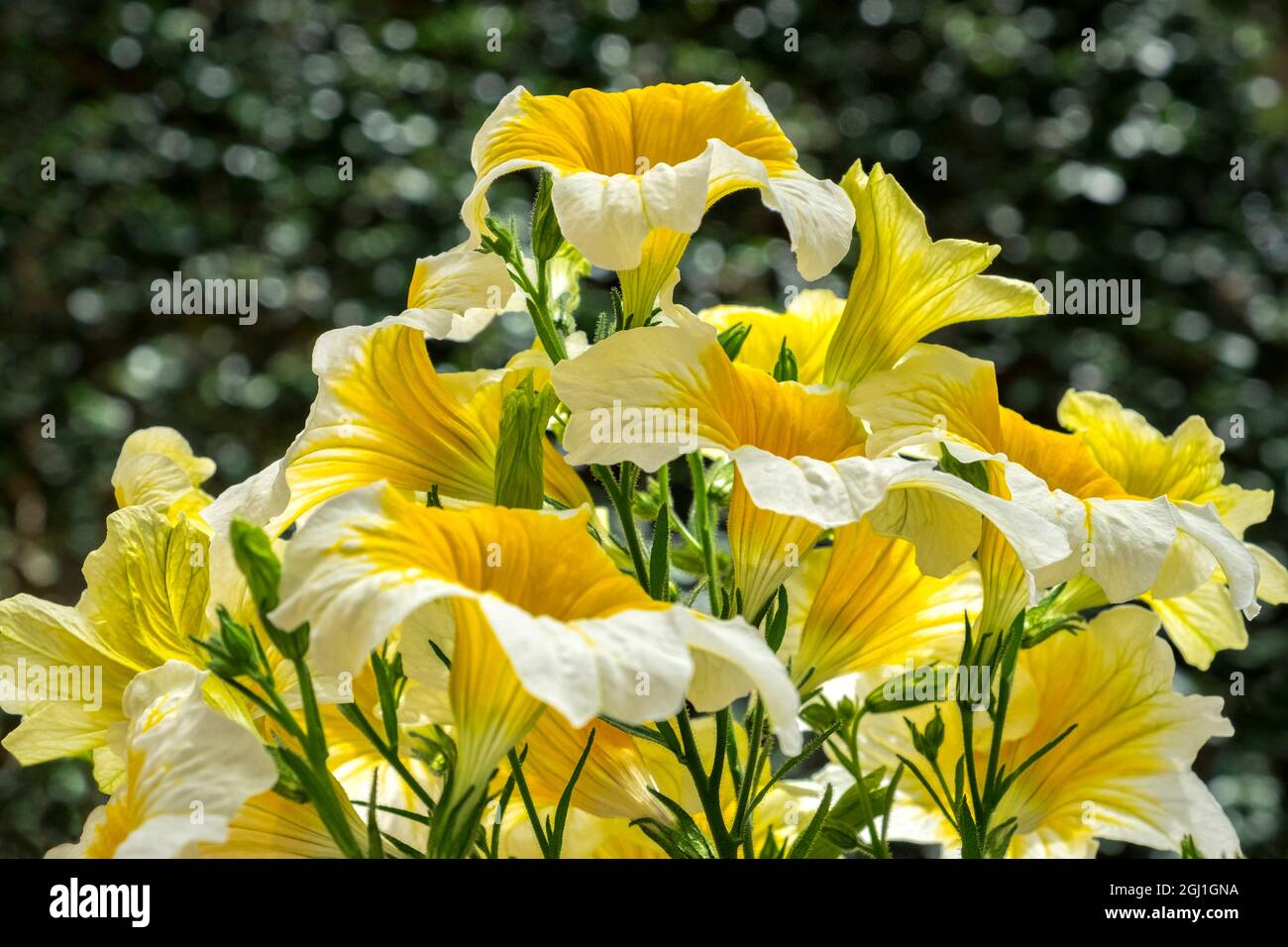 Gemalte Zungenblüten, USA Stockfoto