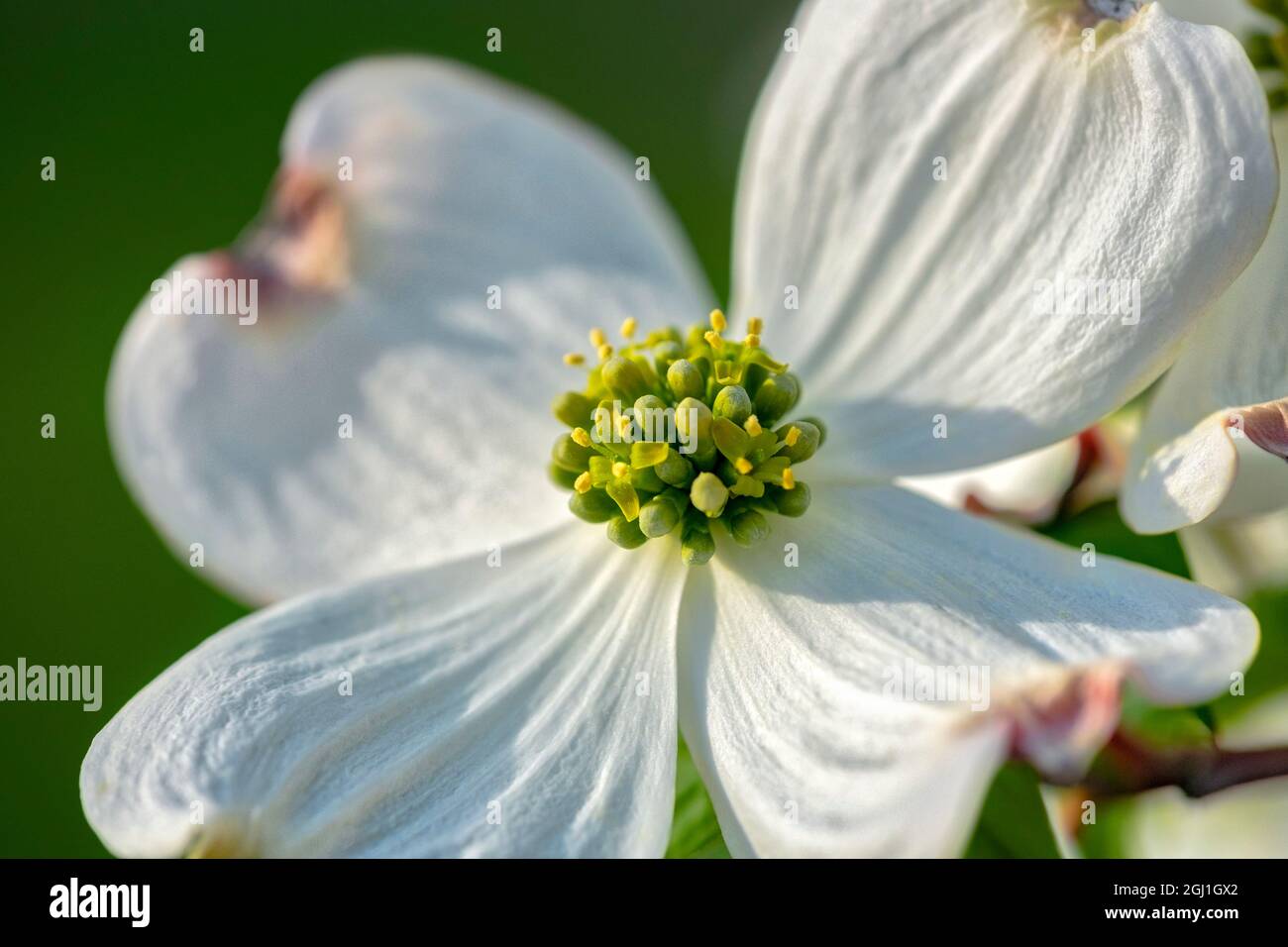 Weiße Dogwood Blumen, USA Stockfoto