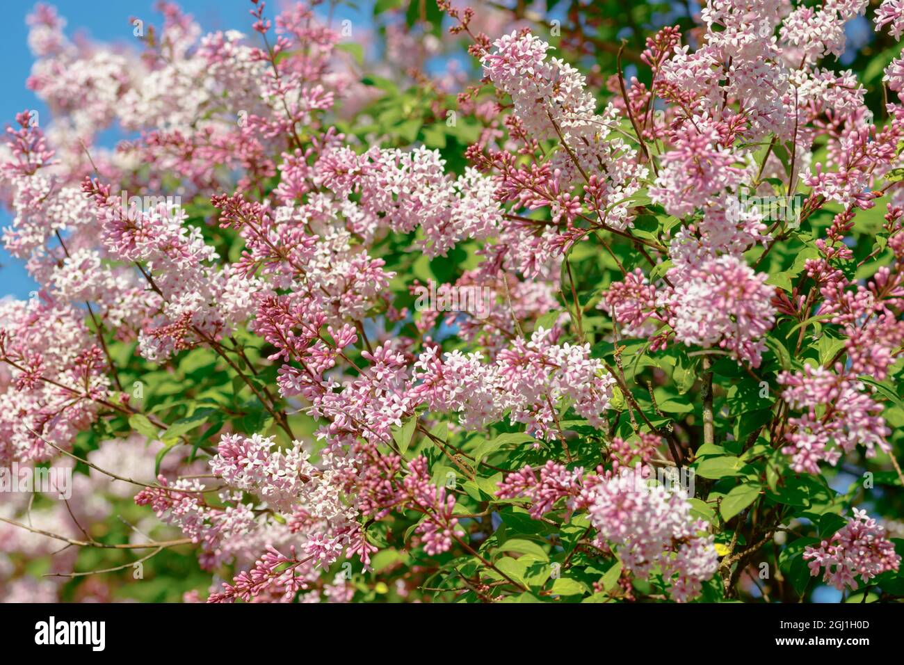 Schöner rosafarbener Fliederzweig mit Blumen und Knospen im Sommergarten Stockfoto
