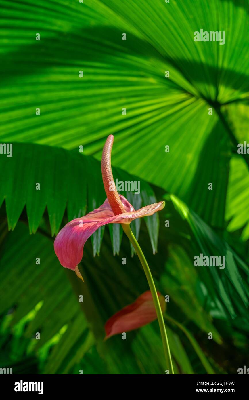 Anthurium und Palmwedel Stockfoto