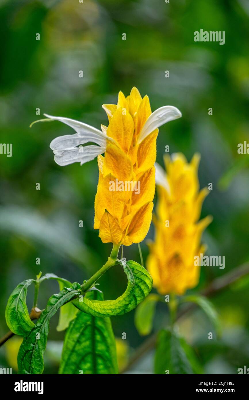 Golden Shrimp Plant, Lollipop-Pflanze Stockfoto