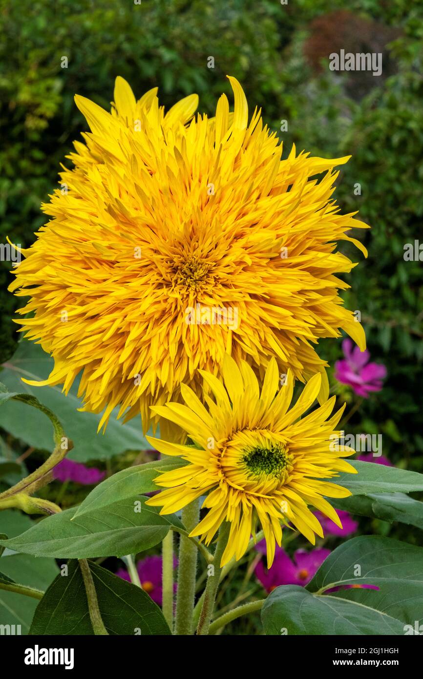 Teddy Bär Sonnenblume Stockfoto