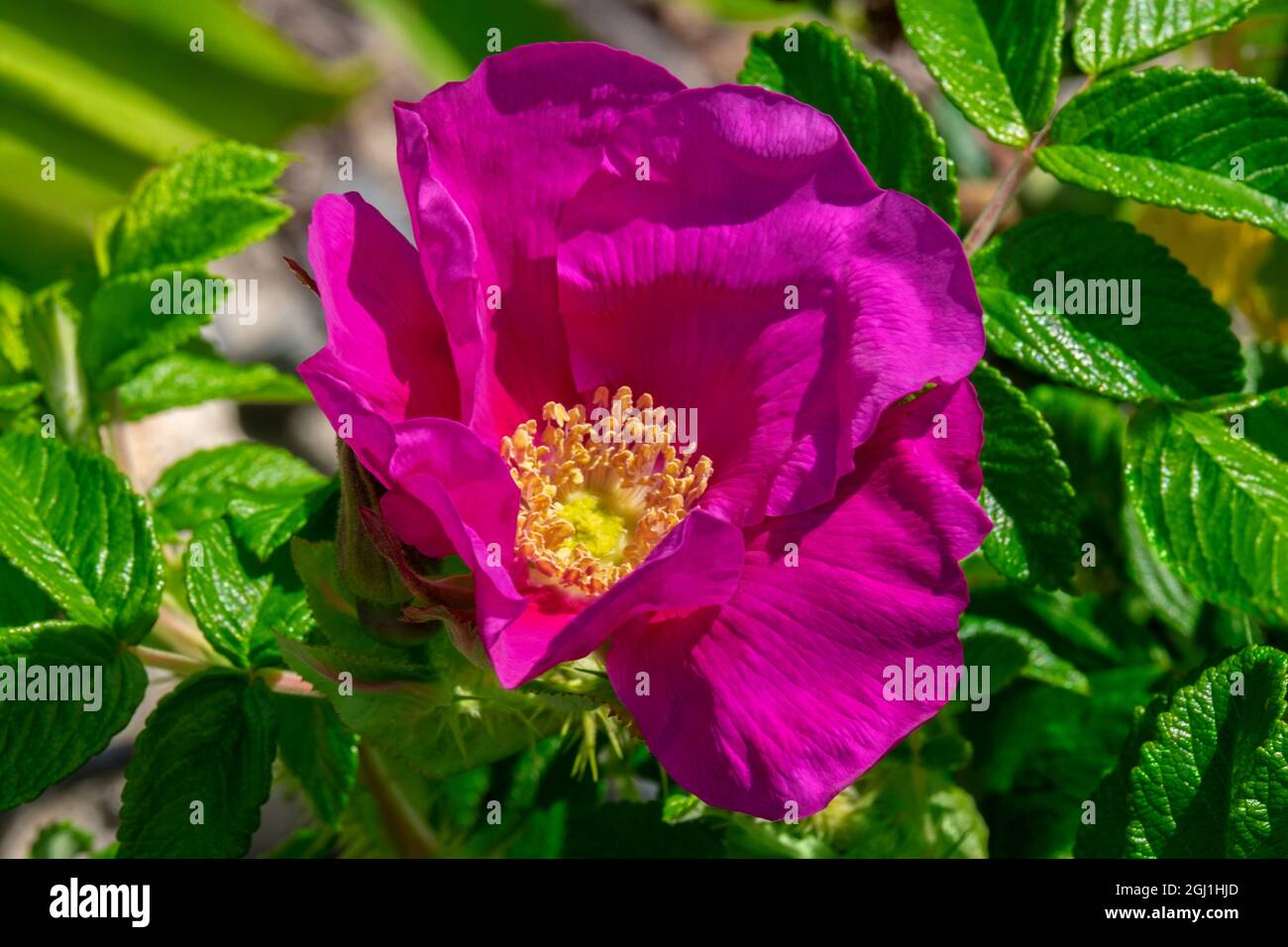 Strandrose Stockfoto