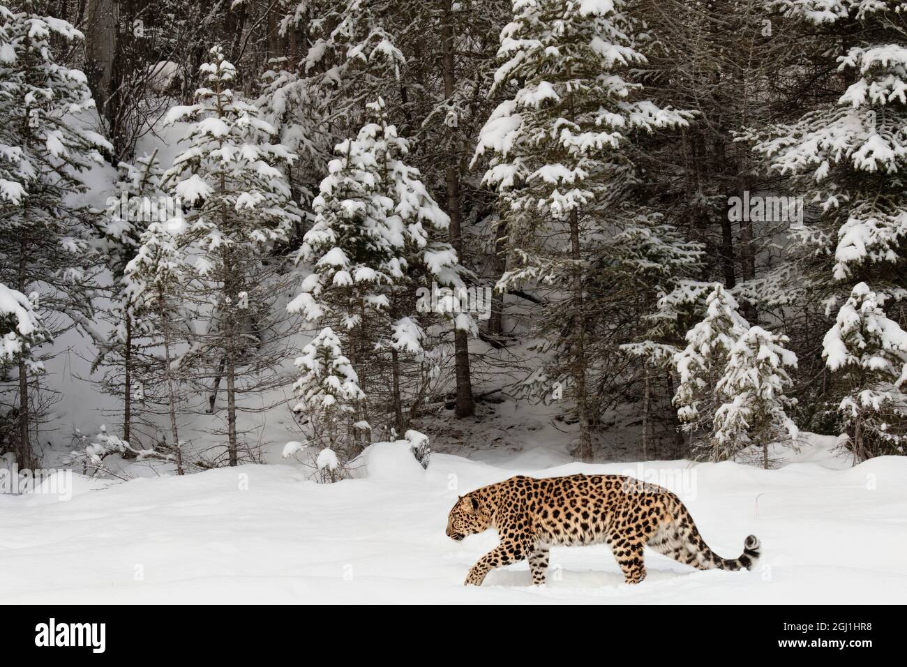 Amur Leopard (gefangen) im Winter, Panthera pardus orientalis. Leopardenunterarten, die in der Primorje-Region im Südosten Russlands und im Jilin P beheimatet sind Stockfoto