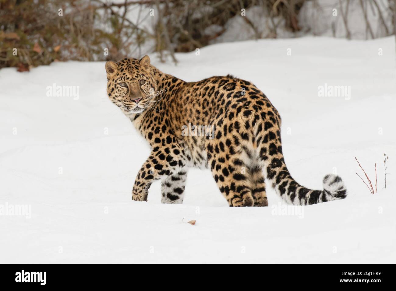 Amur Leopard (gefangen) im Winter, Panthera pardus orientalis. Leopardenunterarten, die in der Primorje-Region im Südosten Russlands und im Jilin P beheimatet sind Stockfoto