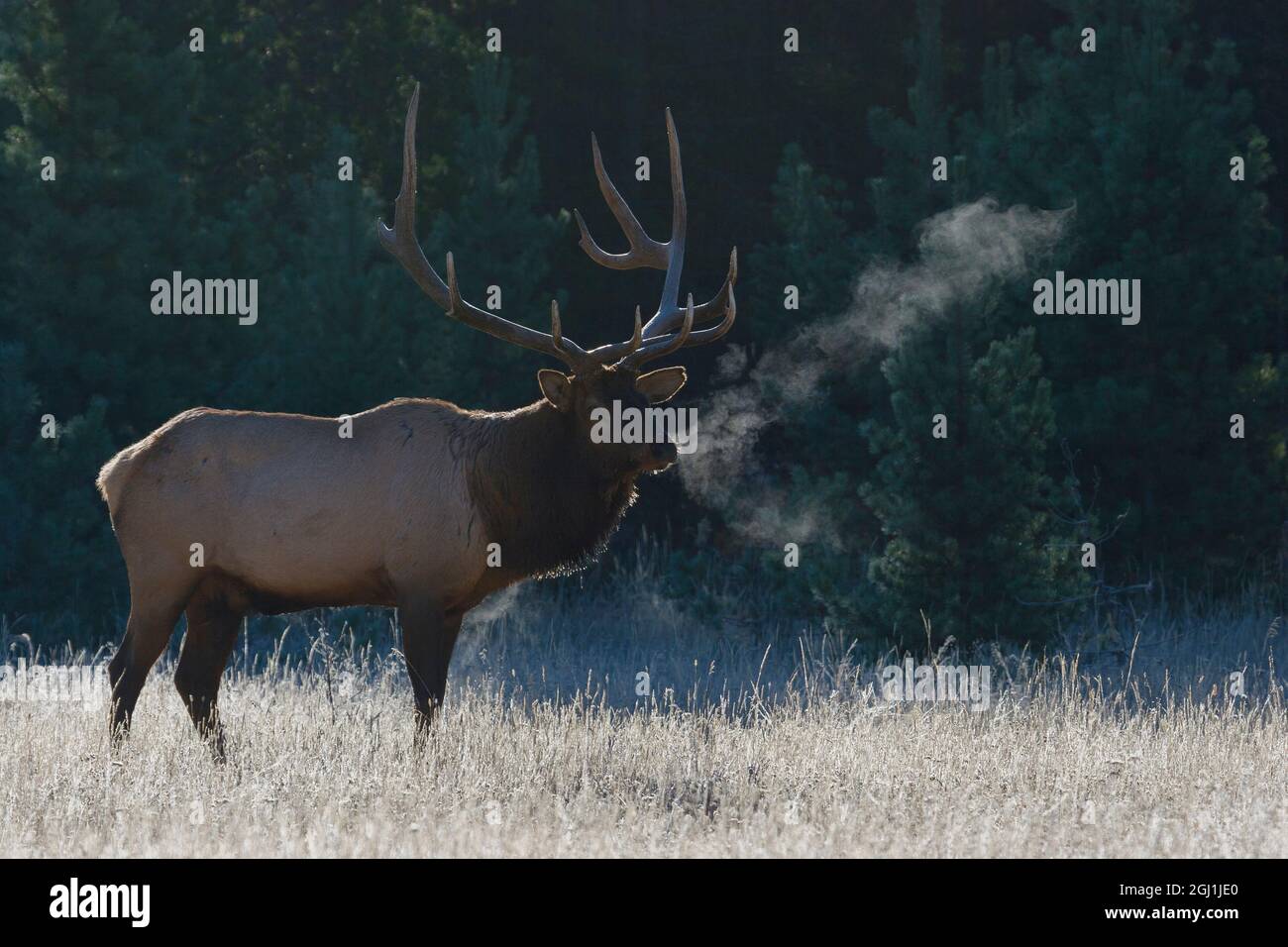 Rocky Mountain Bullenelch mit gebrochenem Geweih Stockfoto