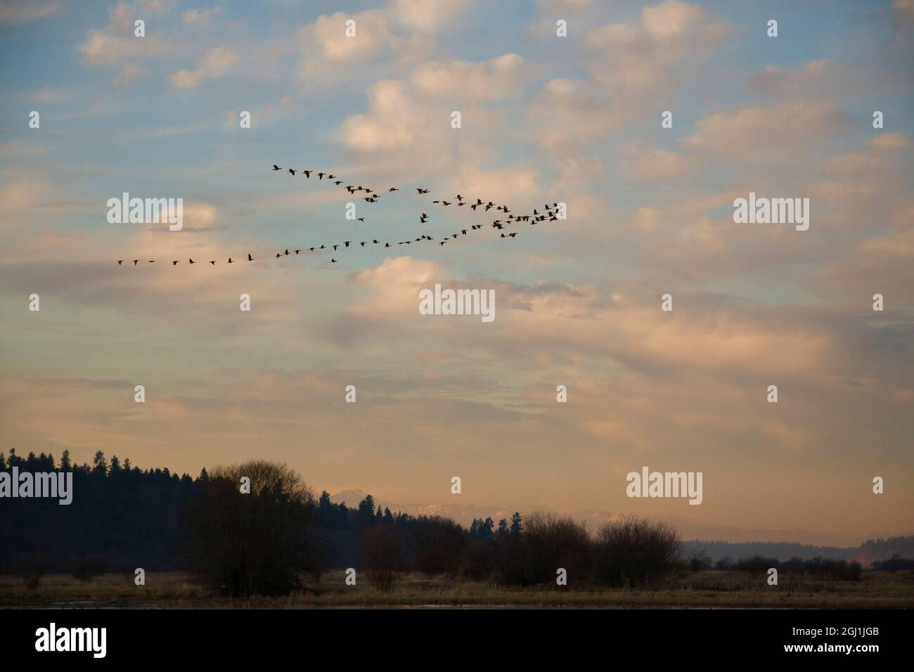Kanadagänse Stockfoto
