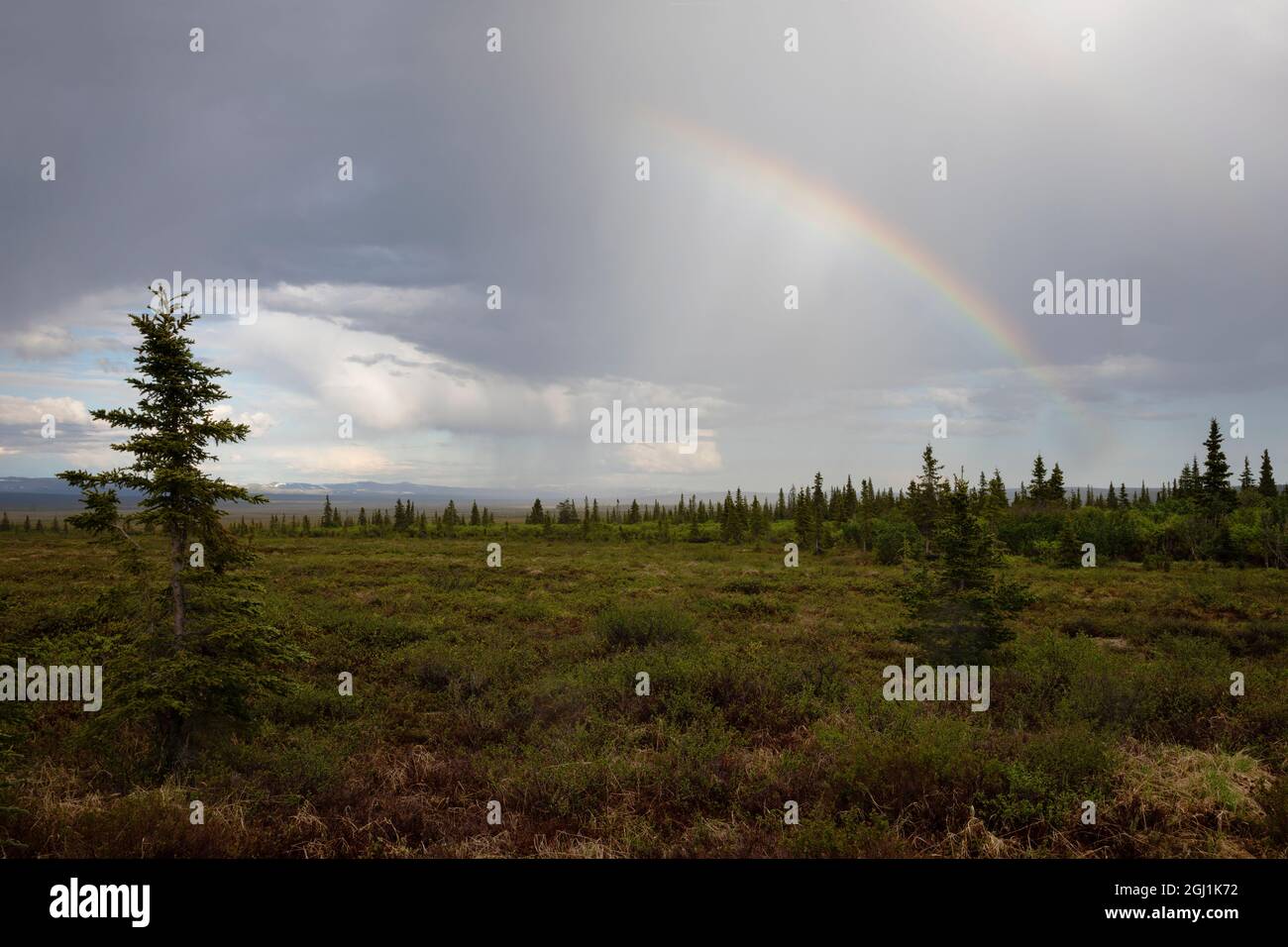 Boreal Forest, Passing Storm Stockfoto