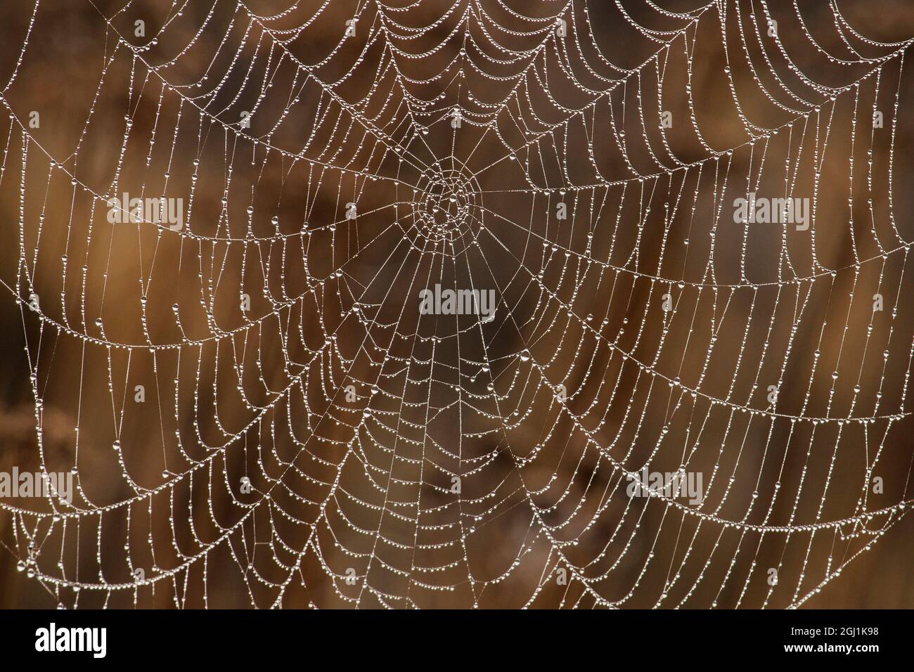 Morning Dew auf Orb Spider Web Stockfoto