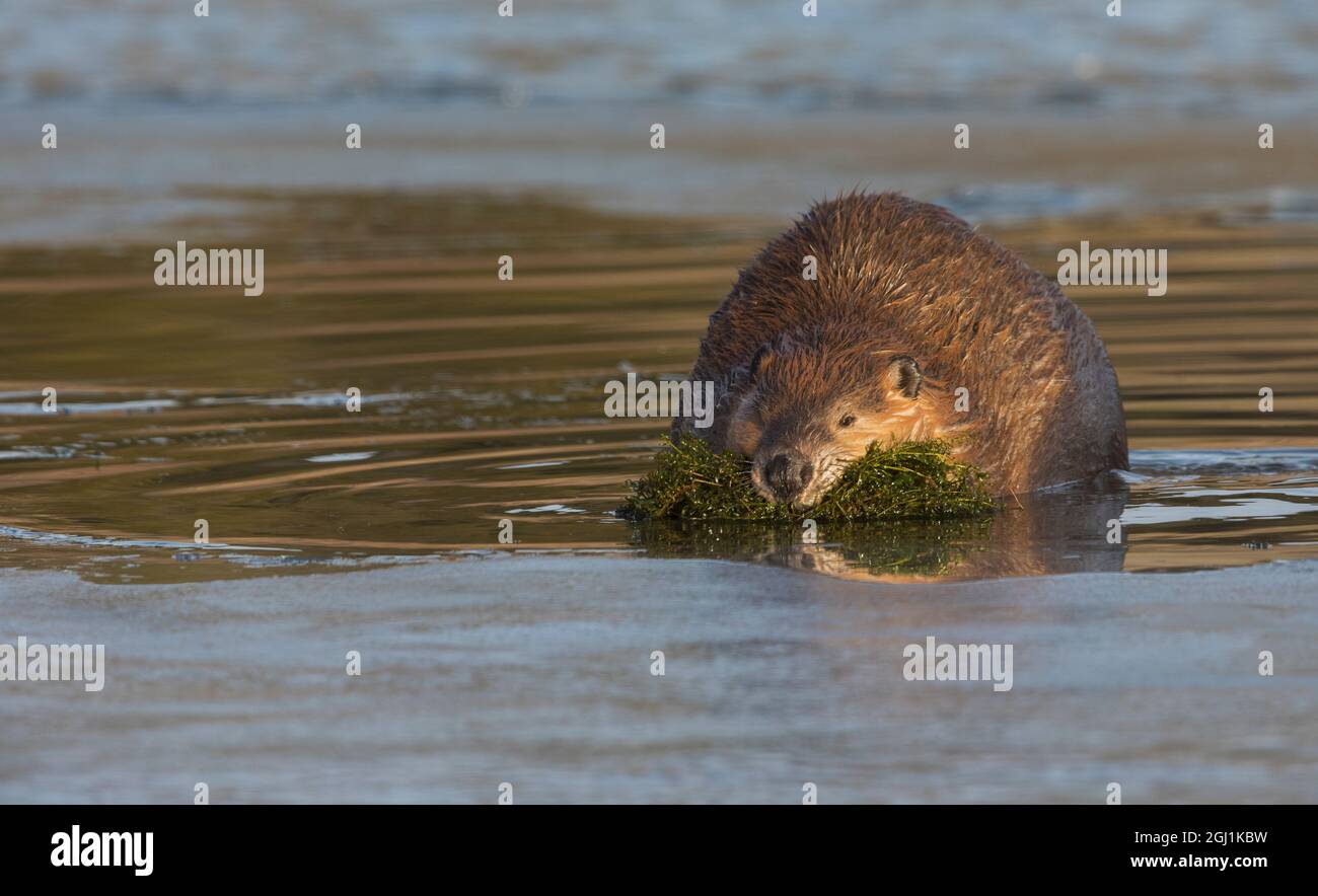 Biber mit Winternack Stockfoto