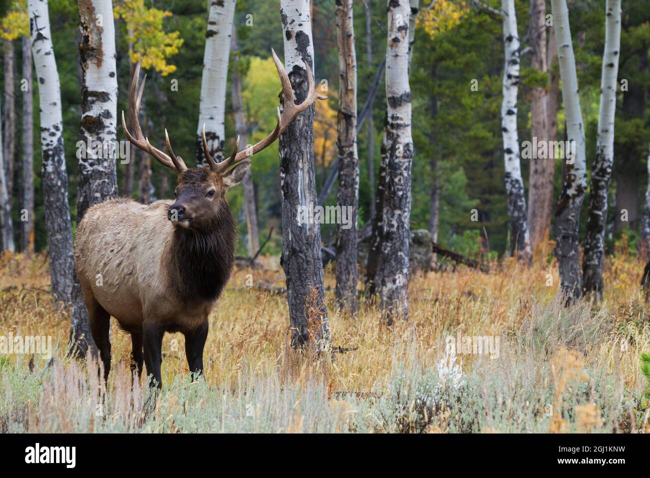 Bullenelch-Portrait in Aspen Hain Stockfoto