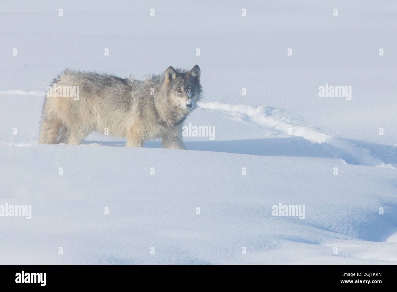 Grauer Wolf, Yellowstone Winter Stockfoto