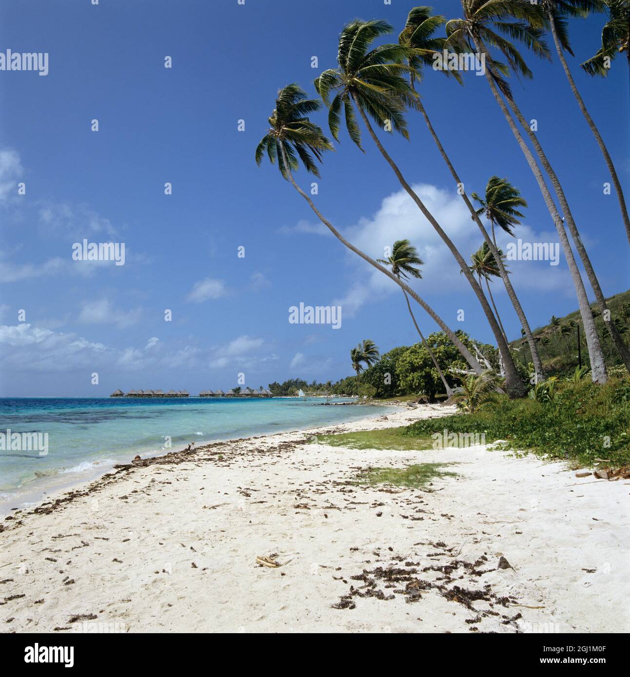 Weißer Sandstrand mit Palmen und türkisfarbenem Wasser auf Bora Bora, Leeward Islands, Polynesien Stockfoto