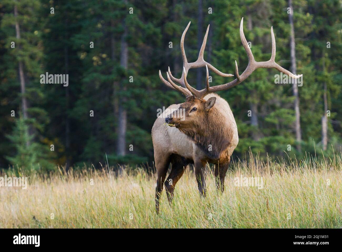 Majestätischer Bullenelch Stockfoto