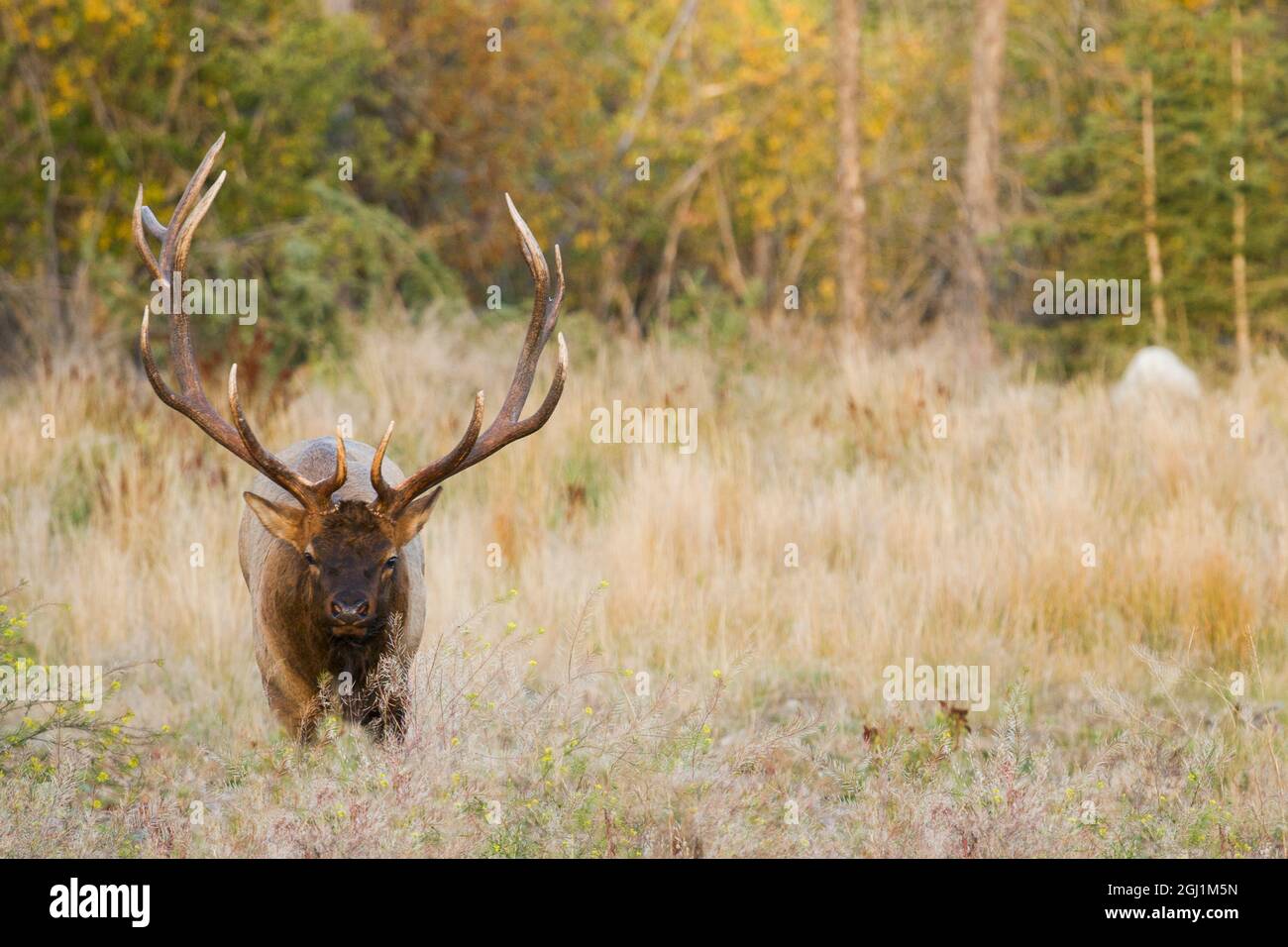 Rocky Mountain bull elk Stockfoto