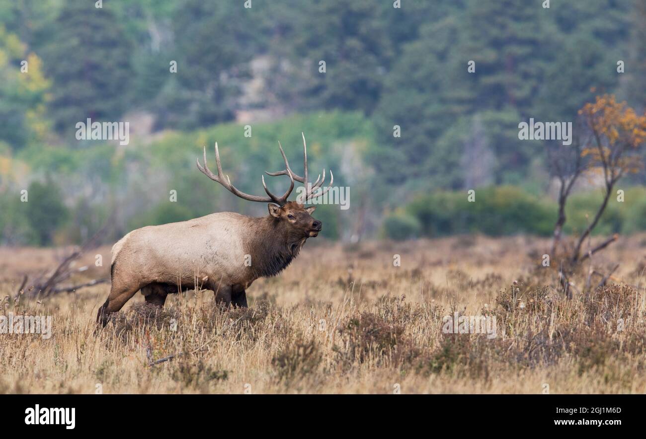 Rocky Mountain bull elk Stockfoto
