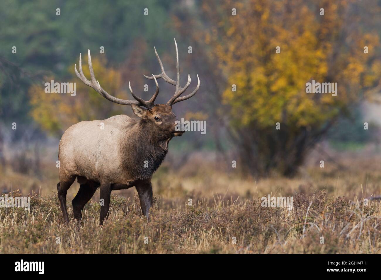 Rocky Mountain bull elk Stockfoto