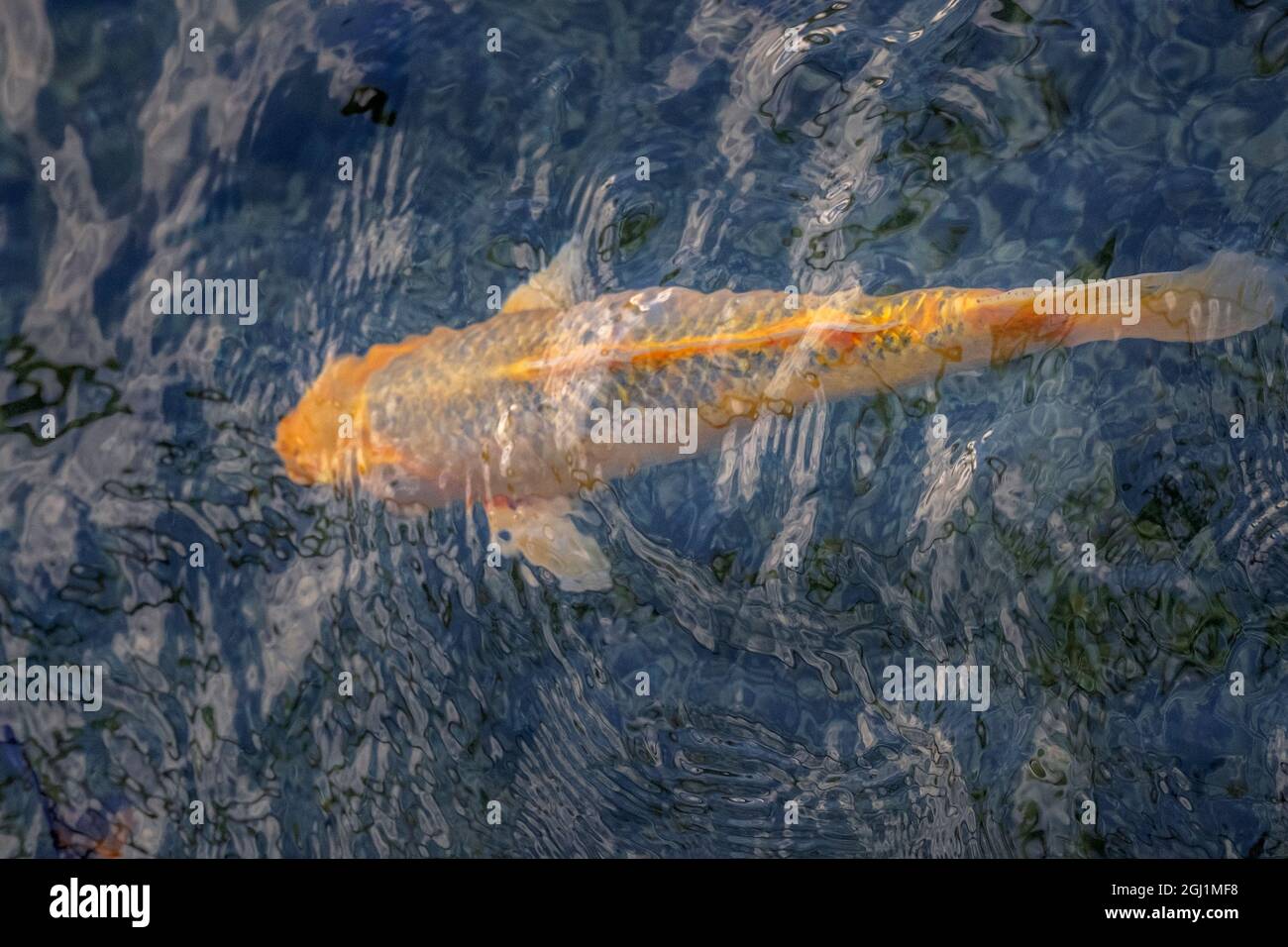 Koi-Karpfen im Teich Stockfoto
