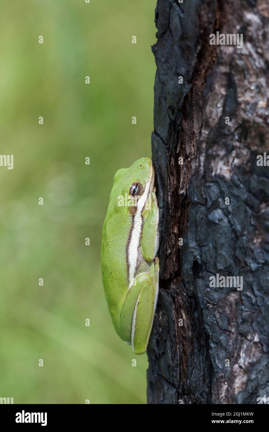 Ein grüner Baumfrosch nimmt Zuflucht zwischen den Furchen der Rinde eines Schrägkiefernbaums im Süden Floridas. Stockfoto