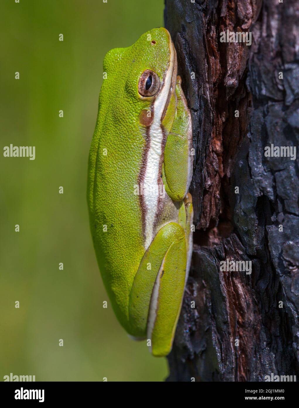 Ein grüner Baumfrosch nimmt Zuflucht zwischen den Furchen der Rinde eines Schrägkiefernbaums im Süden Floridas. Stockfoto