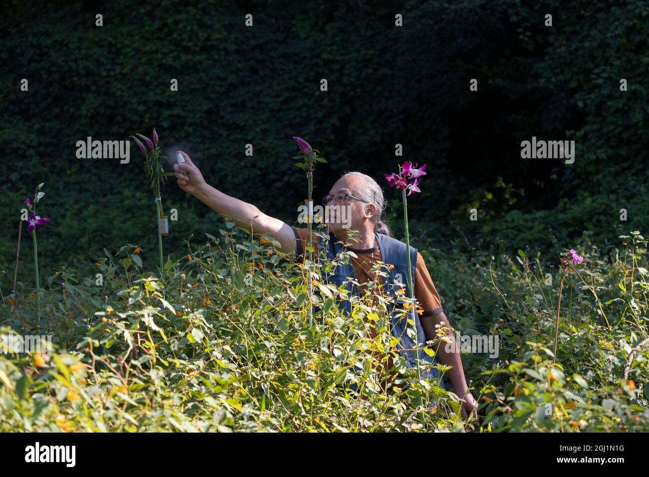 Ein Vogelfotograf sprüht Zuckerwasser auf Blumen, die er mitgebracht hat, um Kolibris zu locken. In einem Park in Queens, New York. Stockfoto
