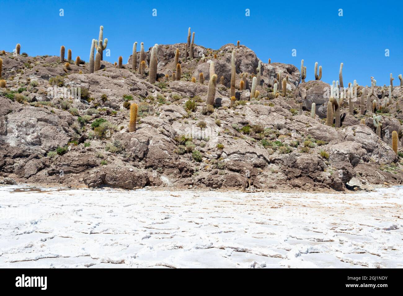 Bolivien, Uyuni, Salar de Uyuni, Echinopsis tarijensis und Pasacana. Felseninseln in den Salzebenen sind der perfekte Lebensraum für den langsam wachsenden Echinopsis Stockfoto