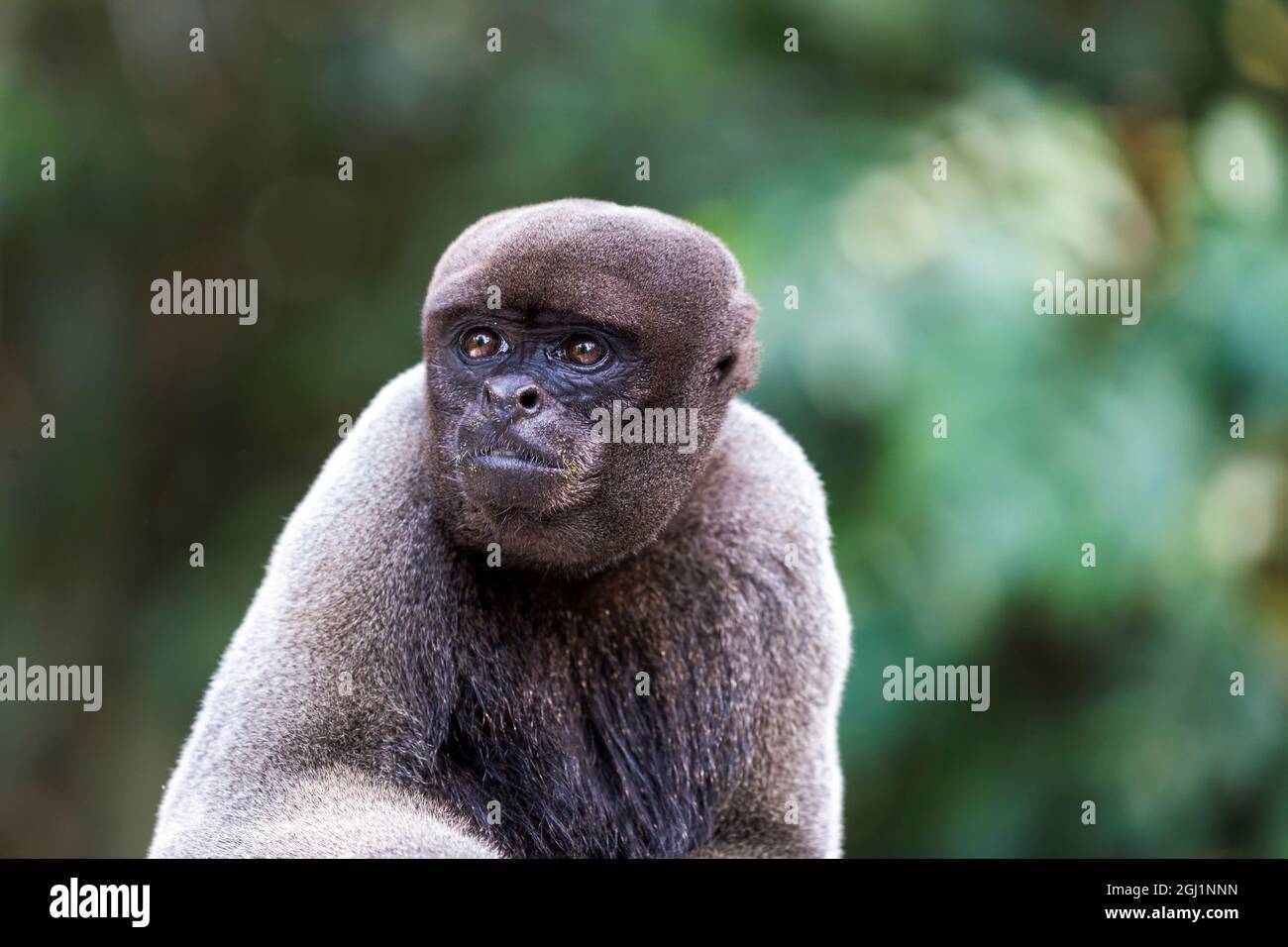 Südamerika, Brasilien, Amazonas, Manaus, Amazon EcoPark Jungle Lodge, gemeinsame Wollaffen, Lagothrix lagothricha. Gemeinsame Wollaffen portrait. Stockfoto