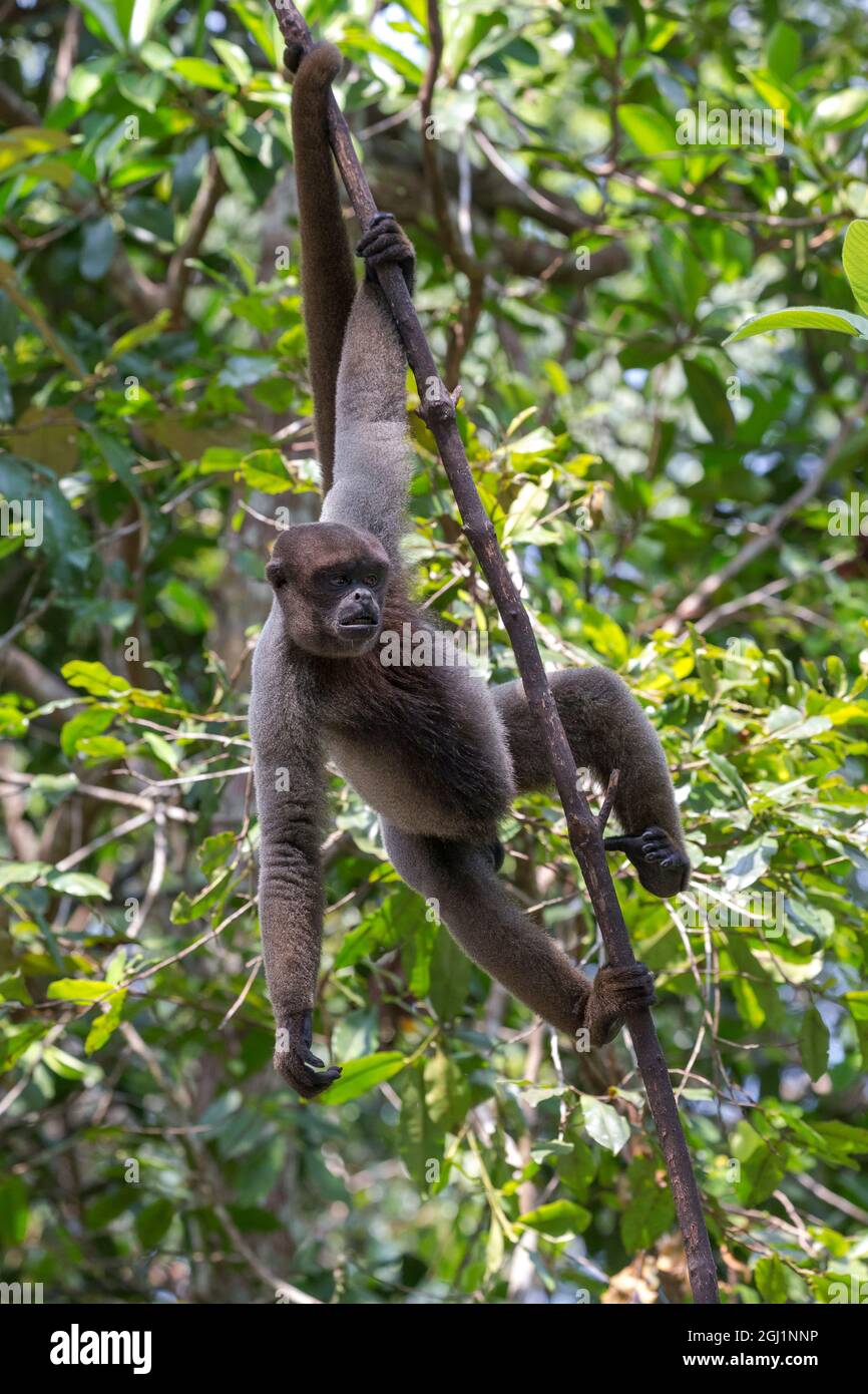 Südamerika, Brasilien, Amazonas, Manaus, Amazon EcoPark Jungle Lodge, gemeinsame Wollaffen, Lagothrix lagothricha. Gemeinsame woolly Monkey hanging Fro Stockfoto
