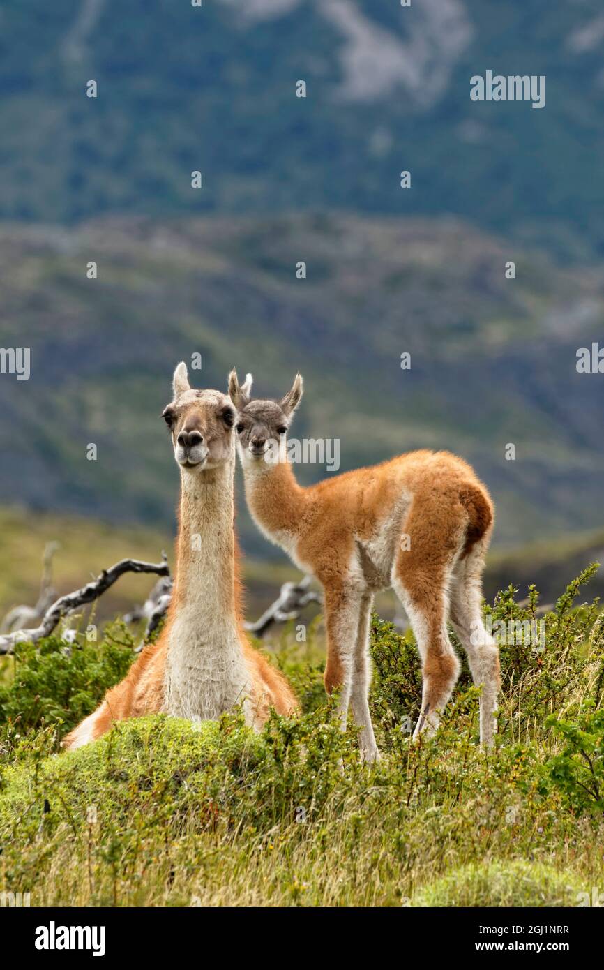Guanako und Baby Guanako (Lama), Anden, Torres del Paine Nationalpark,  Chile, Südamerika. Patagonien Patagonien Stockfotografie - Alamy