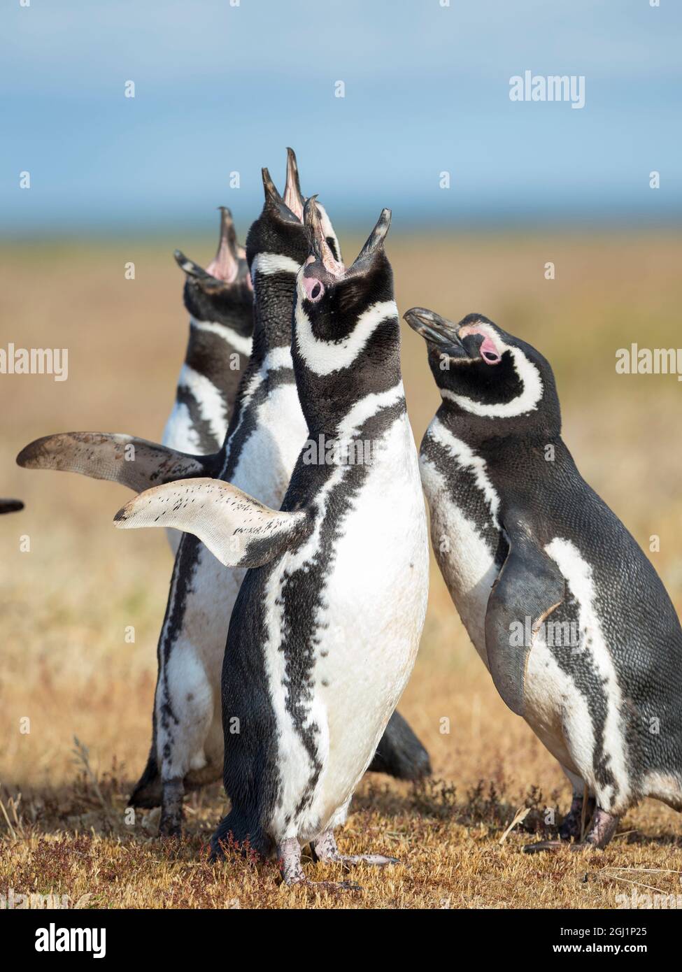 Magellanic Penguin soziale Interaktion und Verhalten in einer Gruppe, Falklandinseln. Stockfoto