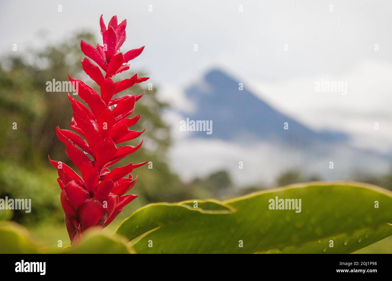 Rote tropische Bromeliadblume in Arenal, Costa Rica. Stockfoto