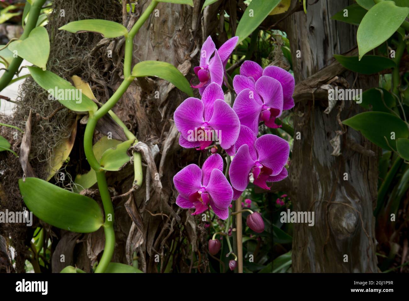 Nordamerika, USA, Alabama, Mobile, Bellingrath Gardens und Home Conservatory Flowers, Orchid Stockfoto