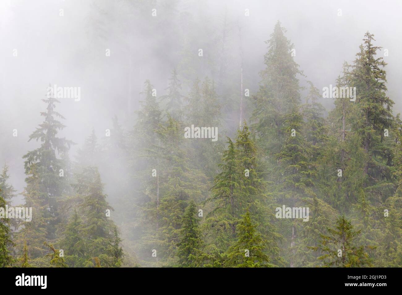 USA, Alaska. Nebel im Fichten- und Hemlockwald in der Nähe von Martin Creek. Kredit als: Don Paulson / Jaynes Gallery / DanitaDelimont.com Stockfoto