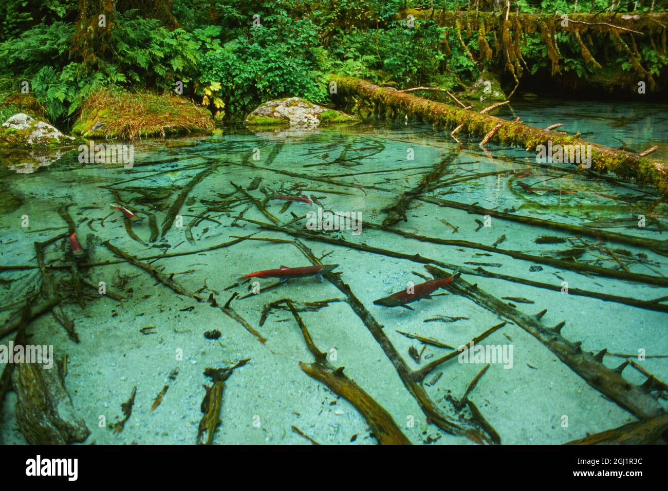 Lachslaichloch im Wald in der Nähe von Haines, Alaska, Tongass National Forest Stockfoto