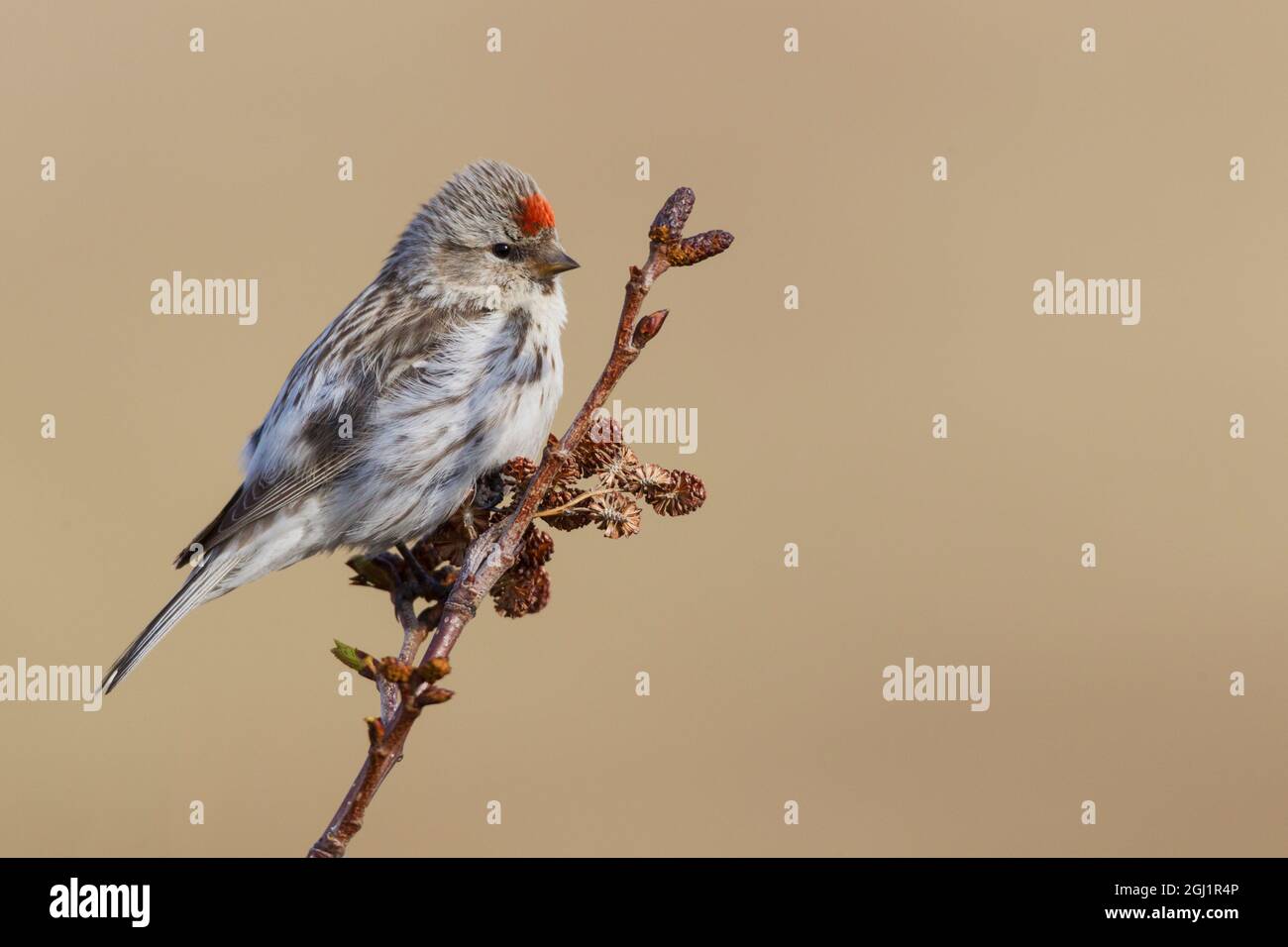 Hory Redpoll Stockfoto