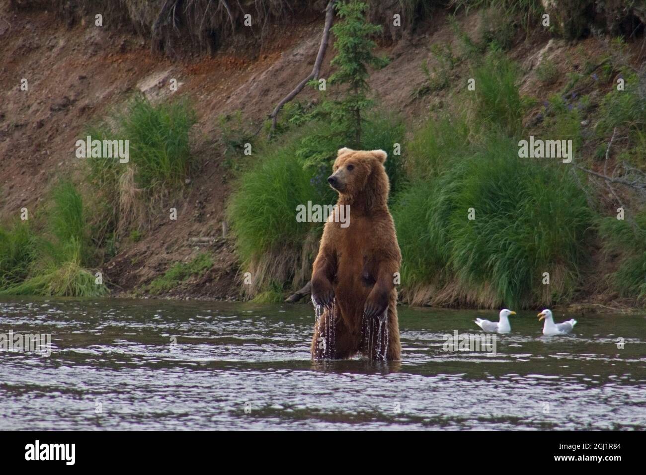 USA, Alaska, Katmai. Grizzly-Bär steht aufrecht im Wasser. Stockfoto