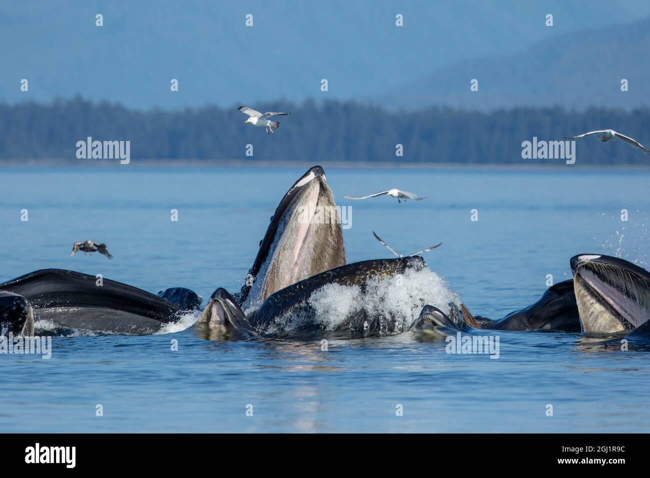 USA, Alaska, Möwen fliegen über Buckelwale (Megaptera novaeangliae) auftauchen, wie Sie Bubble net Feed auf der Schule von Hering, Fisch in Frederick Soun Stockfoto