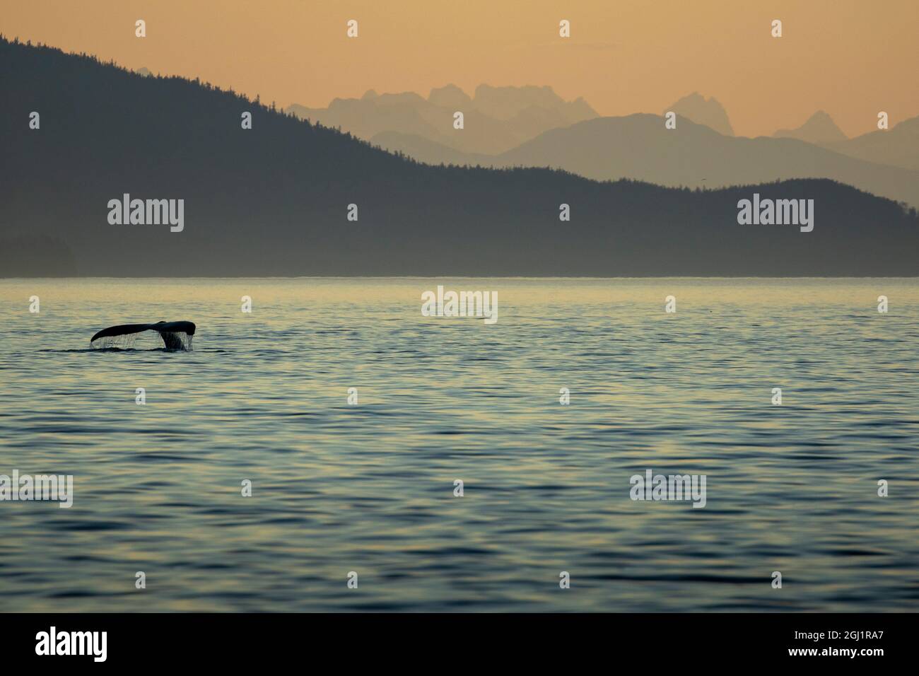 USA, Alaska, Silhouette der Schwanz der Buckelwal (Megaptera novaeangliae) Tauchen in Frederick Sound in der Nähe von kupreanof Island nach Sonnenuntergang im Sommer sogar Stockfoto