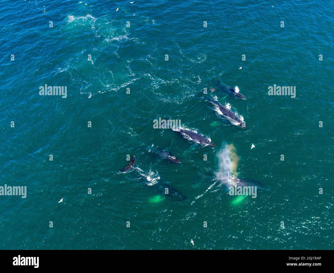 USA, Alaska, Luftaufnahme der Buckelwale (Megaptera novaeangliae) gemeinsam schwimmen an der Oberfläche des Frederick Sound, während Bubble net Fütterung auf herri Stockfoto