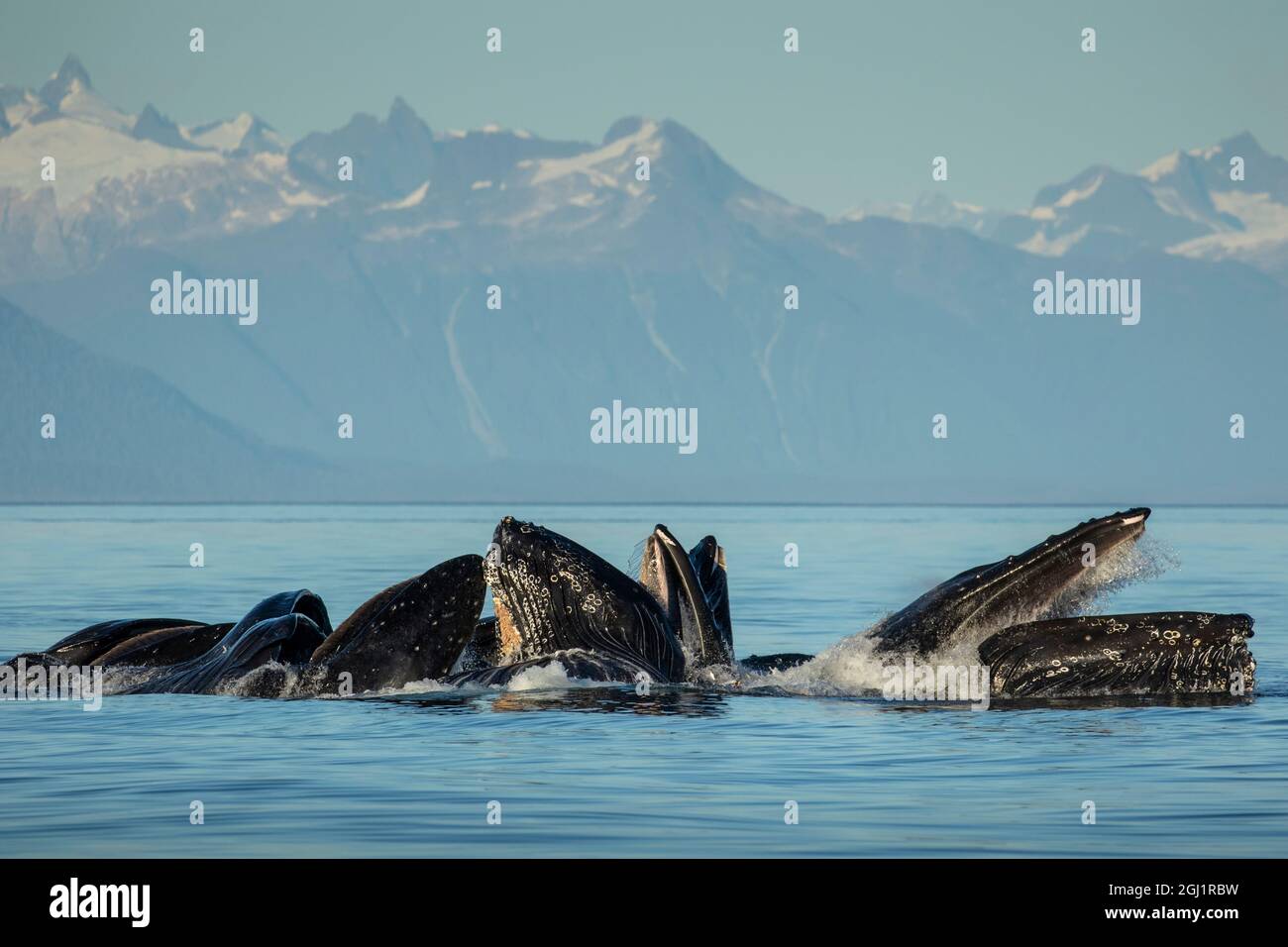 USA, Alaska, Buckelwale (Megaptera novaeangliae) Ausfallschritt während bubble Netz in der Frederick Sound auf Sommer Abend Stockfoto