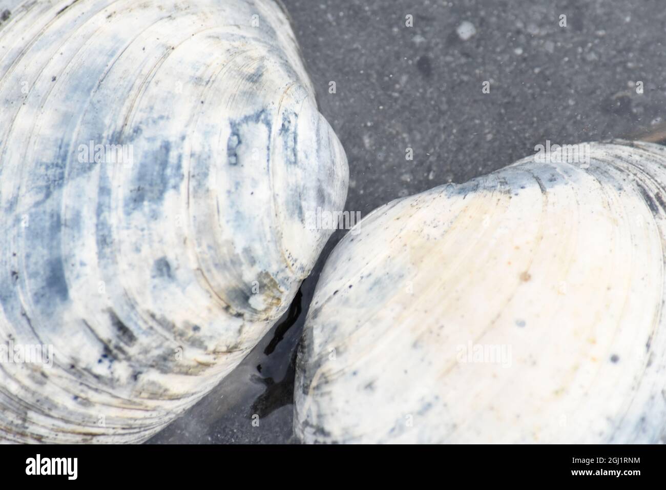 Alaska, Ketchikan, Muschelschalen am Strand. Stockfoto