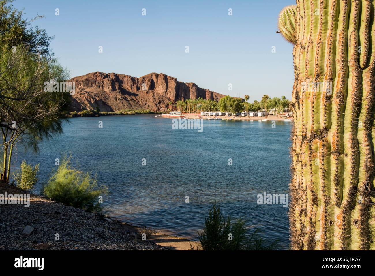 USA, Arizona. Buckskin State Park, saguaro Kaktus und Blick über den Colorado River. Stockfoto
